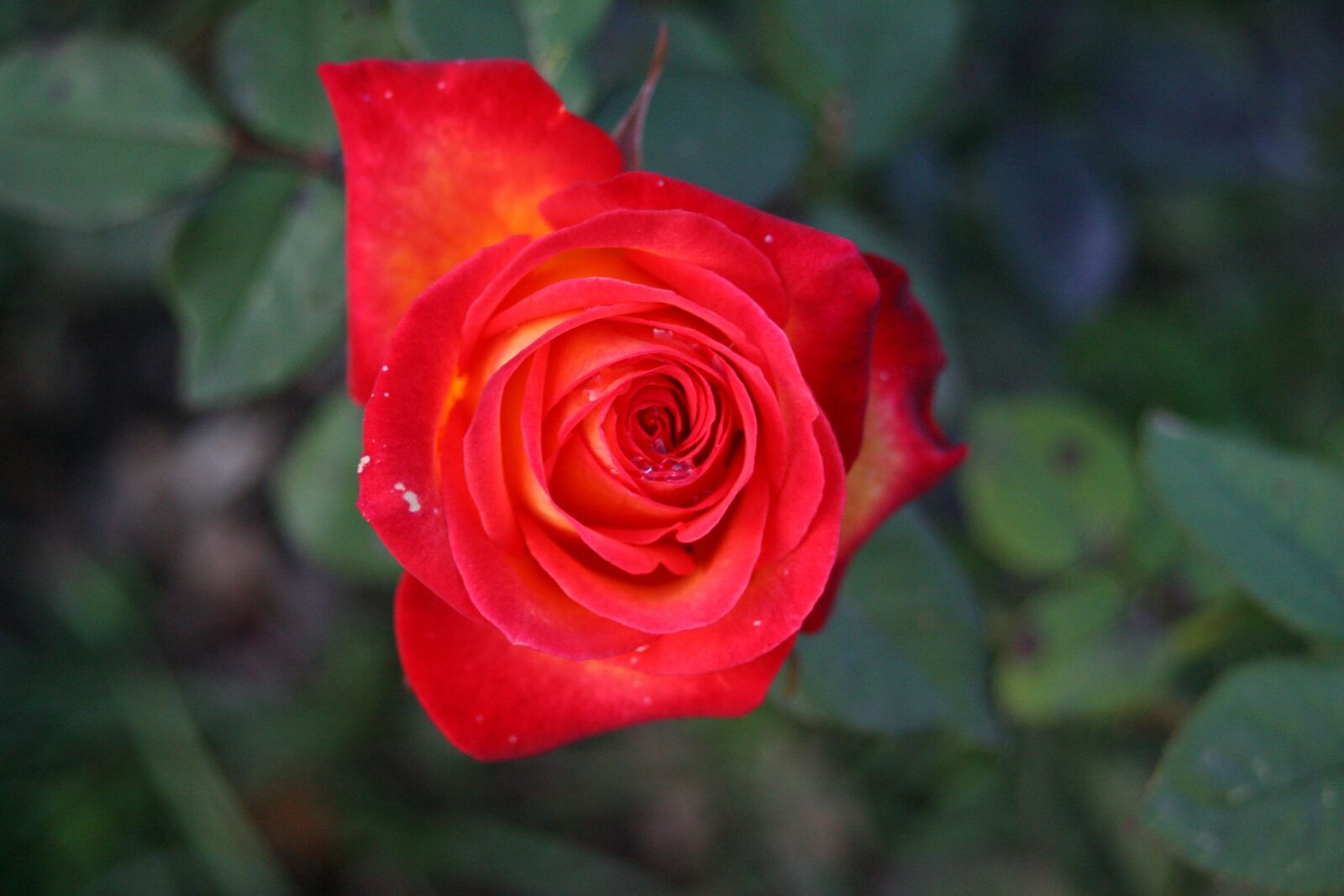 Canon EOS-1D Mark II N sample photo. Flower, rose, red photography