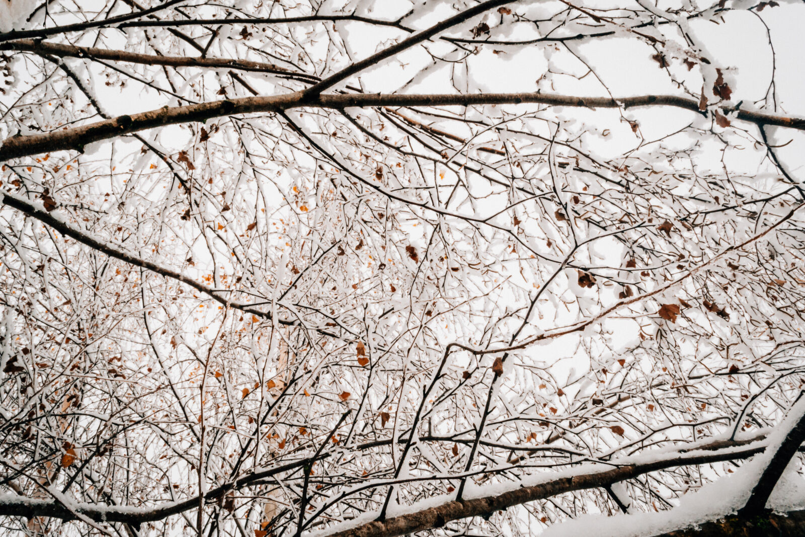 Nikon D3100 sample photo. Branch, branches, close, up photography