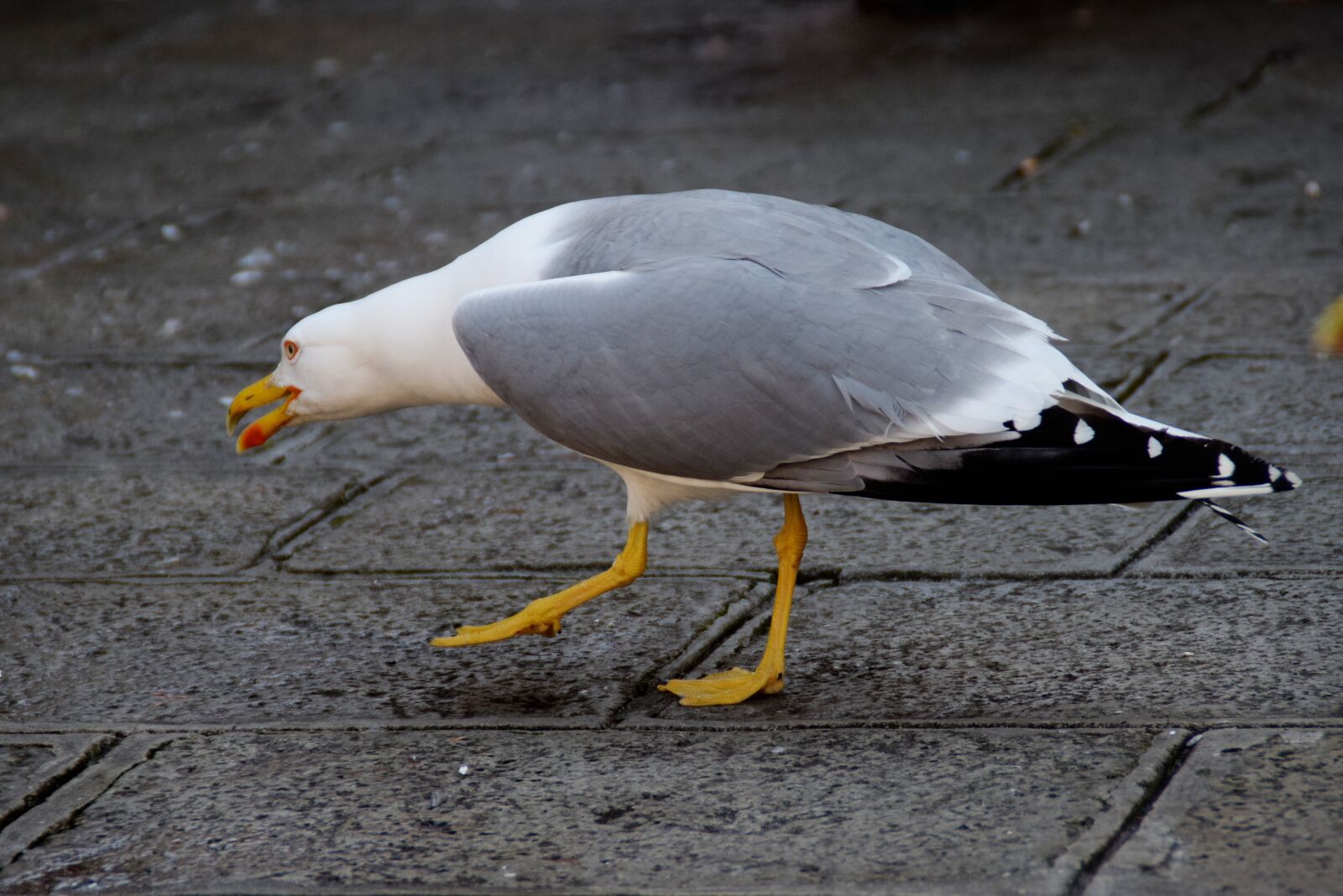 Nikon D5300 sample photo. Gull, bird, stalk photography