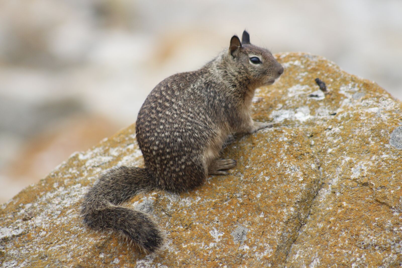 Canon EF 75-300mm f/4-5.6 USM sample photo. Animal, nature, wildlife photography