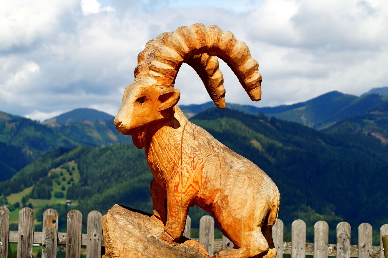 Sony SLT-A58 sample photo. Capricorn, animal, horn photography