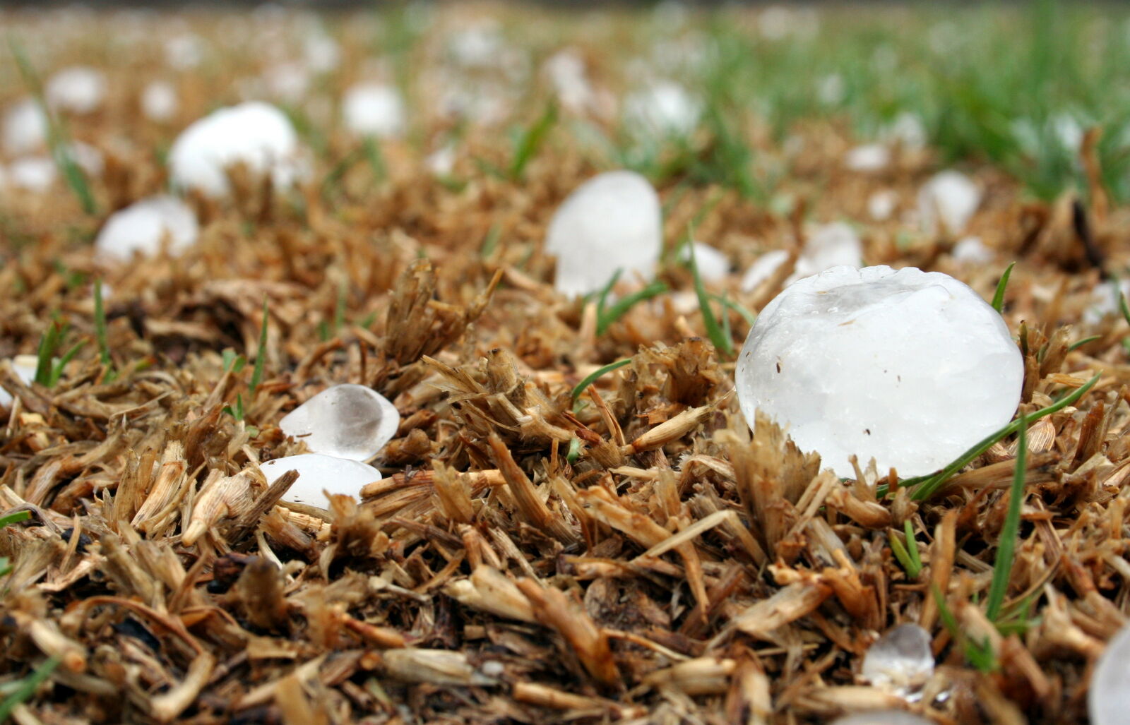 Canon EOS 350D (EOS Digital Rebel XT / EOS Kiss Digital N) sample photo. Gauteng, grass, hail, hailstone photography