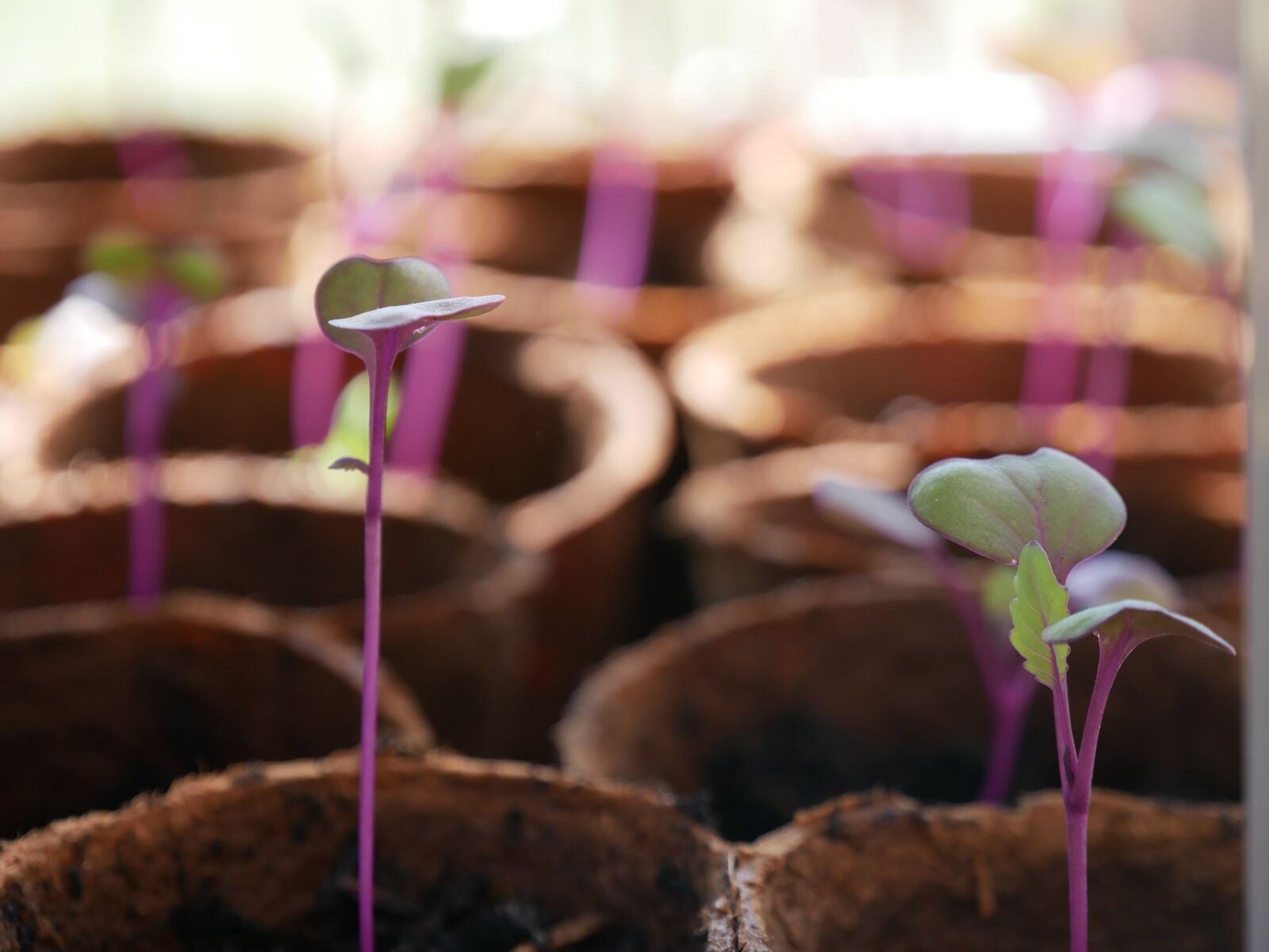 Panasonic DMC-G81 sample photo. Plant, seedling, sprout photography