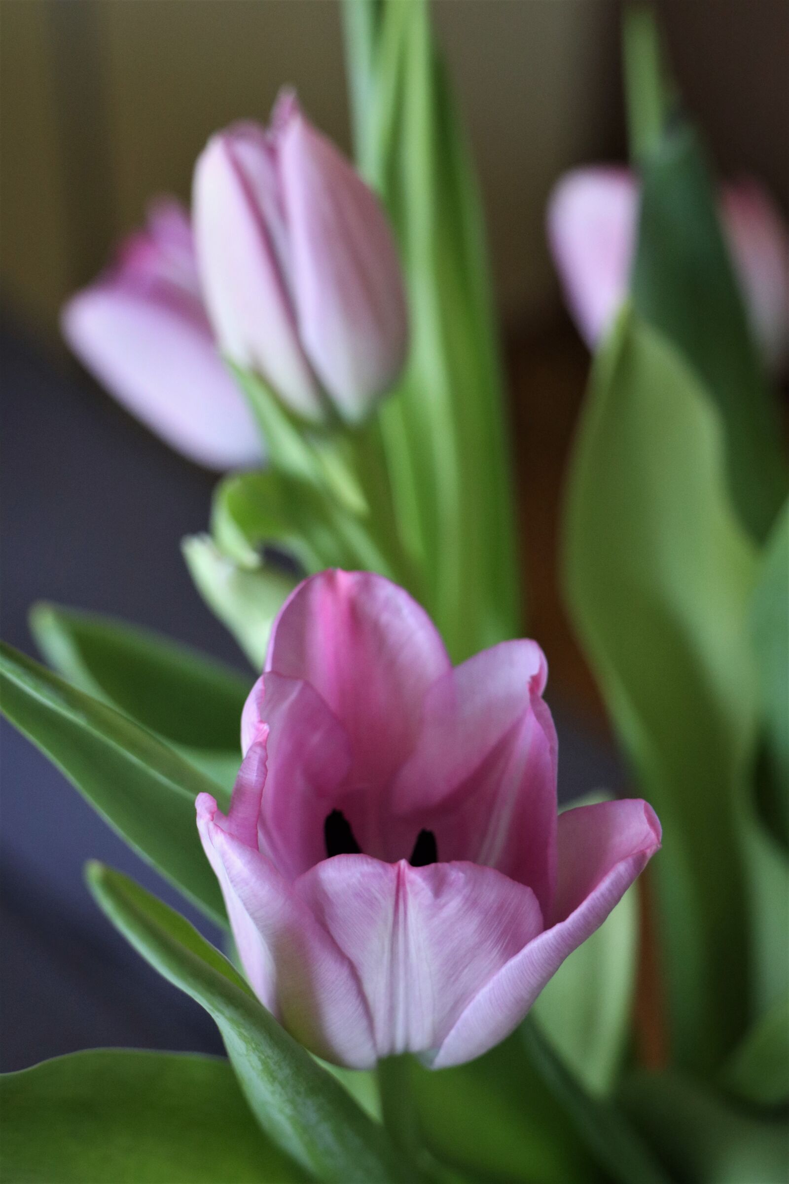 Canon EOS M6 sample photo. Spring flowers, tulips, plant photography