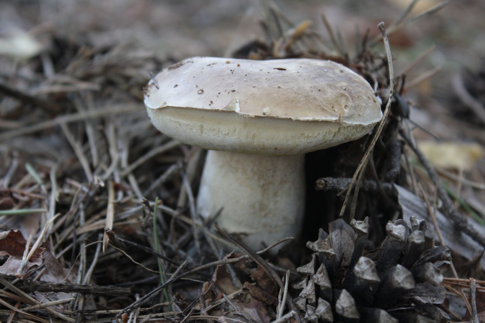 Canon EOS 1000D (EOS Digital Rebel XS / EOS Kiss F) sample photo. Mushroom, forest, nature photography