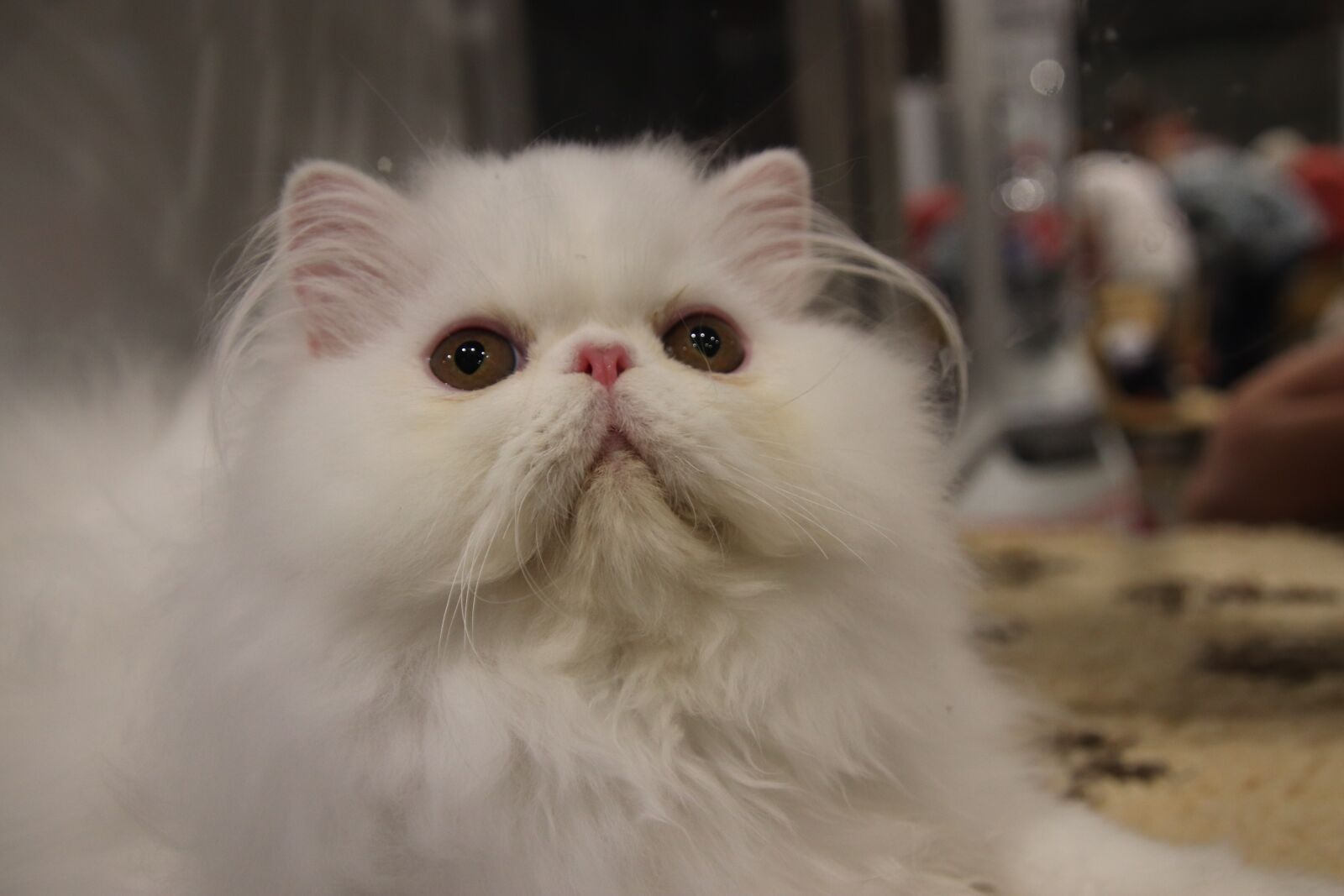 Canon EOS 800D (EOS Rebel T7i / EOS Kiss X9i) sample photo. Cats, felines, persian cat photography