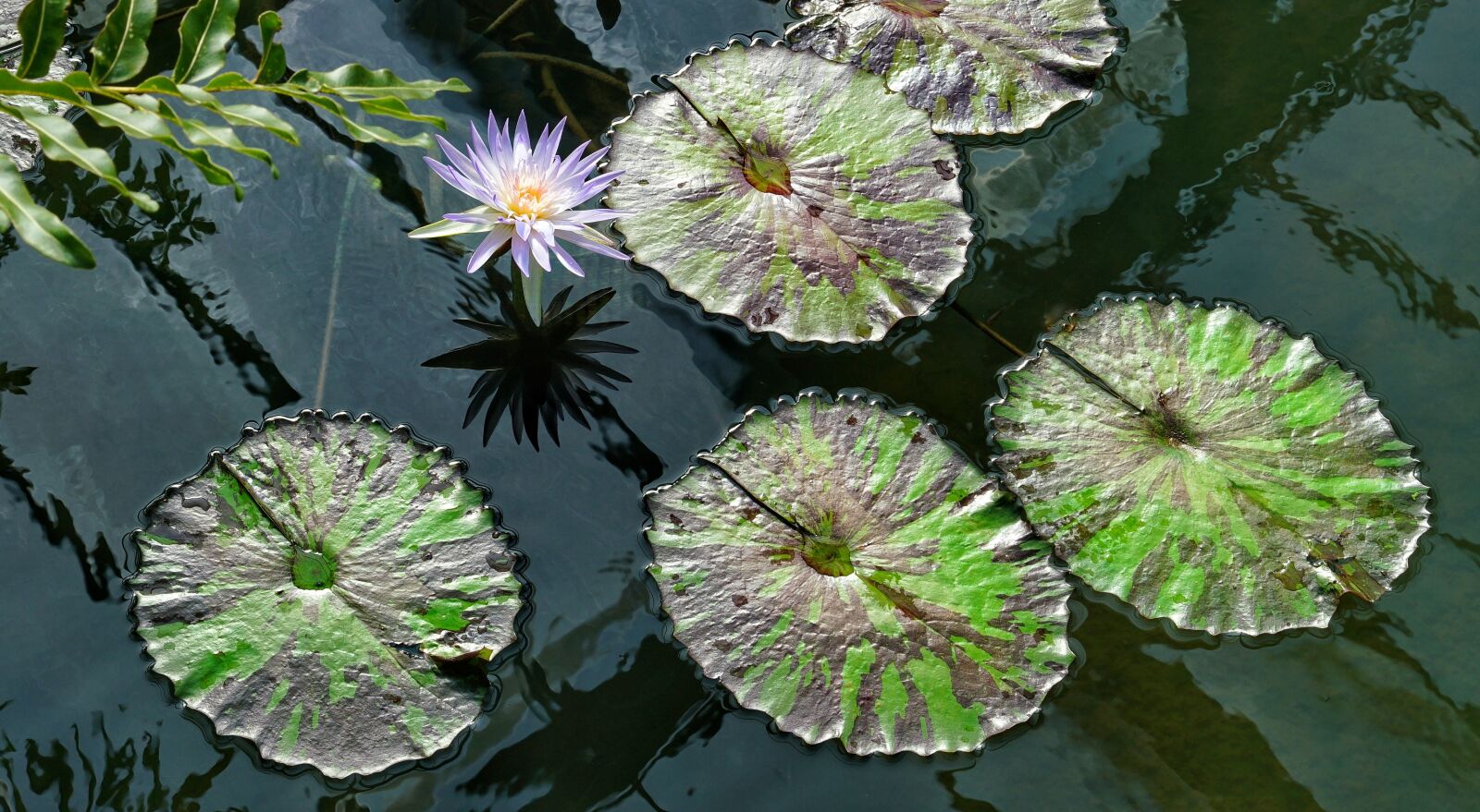 Sony a7R II + Sony FE 24-70mm F2.8 GM sample photo. Victoria amazonica, water, lily photography