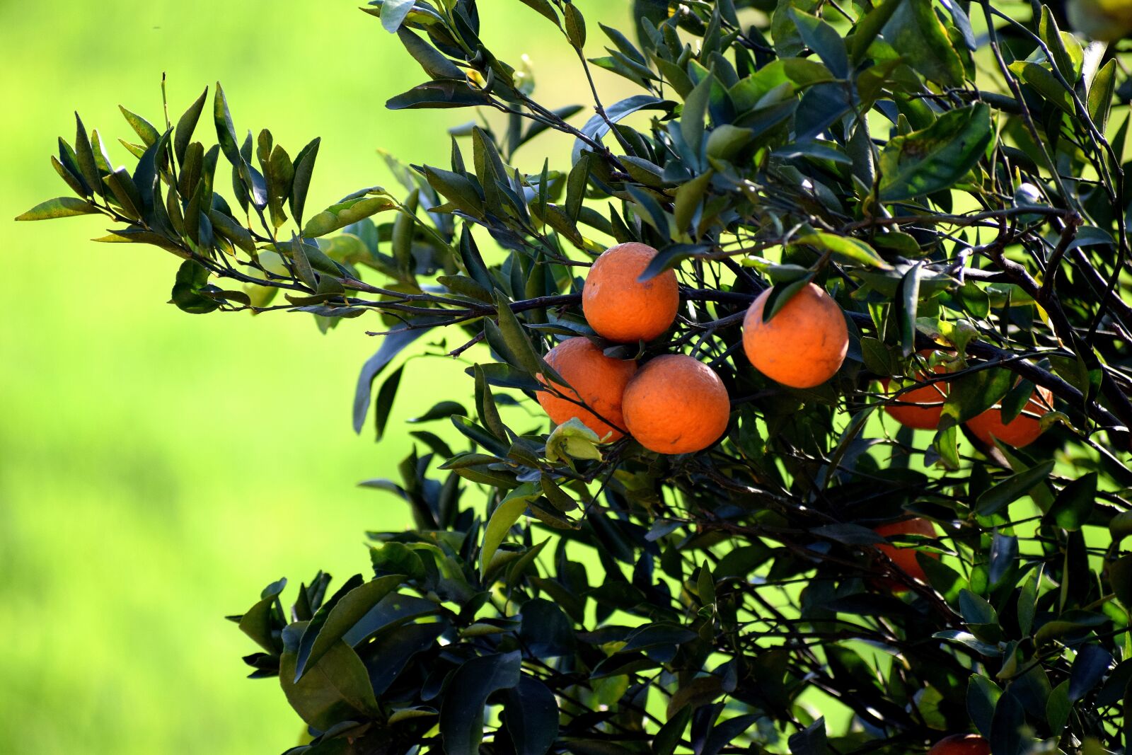 Nikon D3300 sample photo. Fruit, leaf, nature photography
