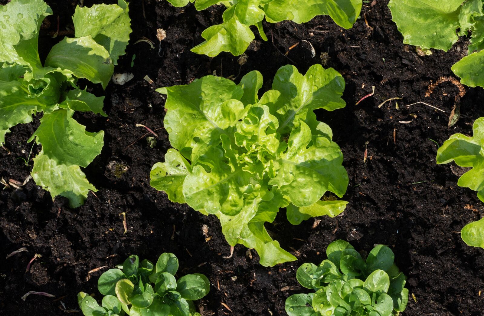 Nikon D610 sample photo. Lettuce, grow, kitchen garden photography