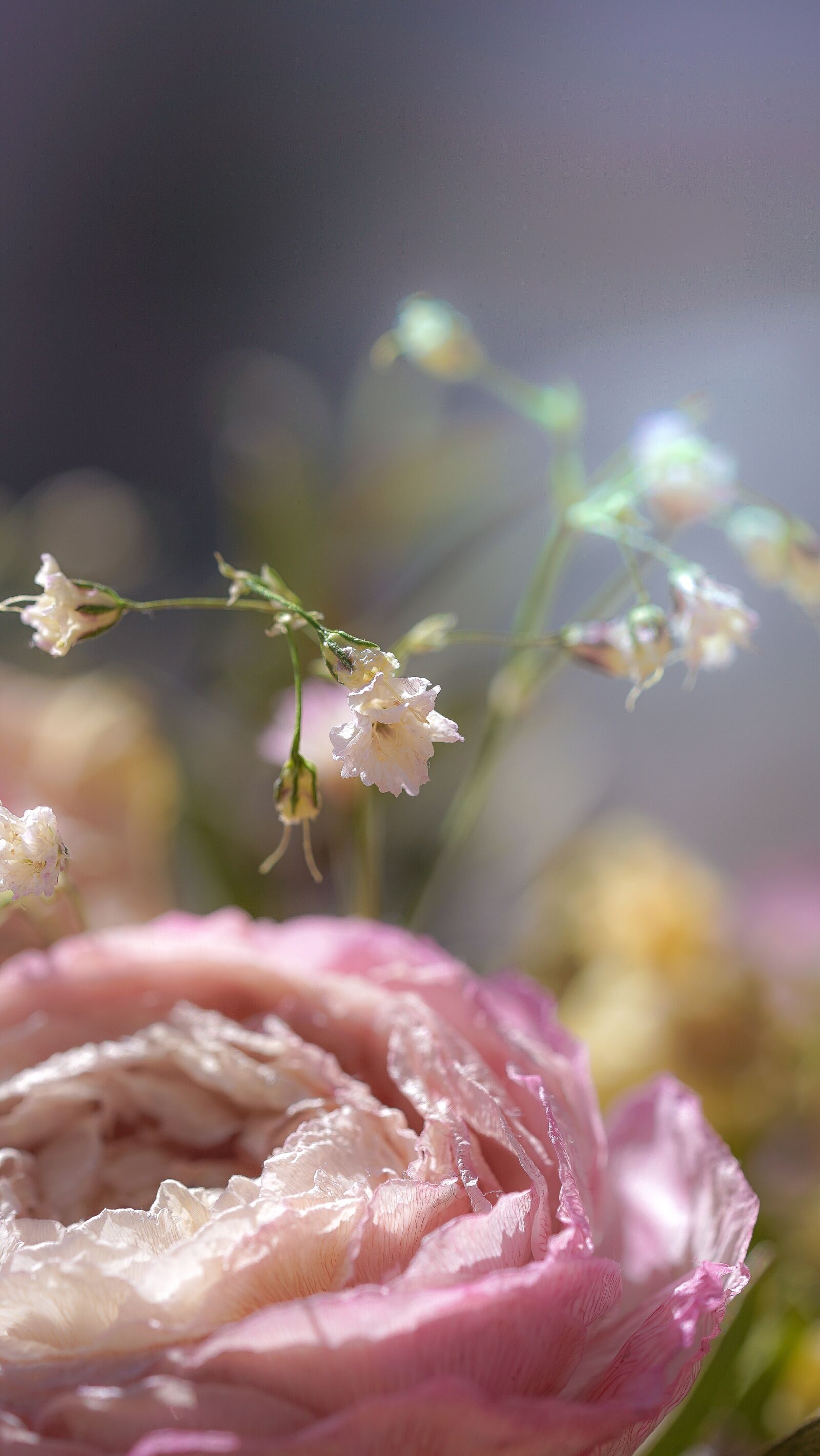 Sony a7 II + Sony FE 90mm F2.8 Macro G OSS sample photo. Flower, romantic, blossom photography