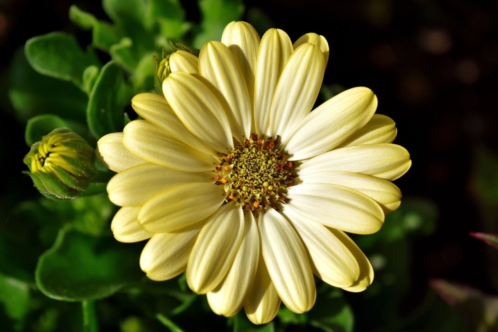 Nikon D7200 sample photo. Flower, summer, pale yellow photography