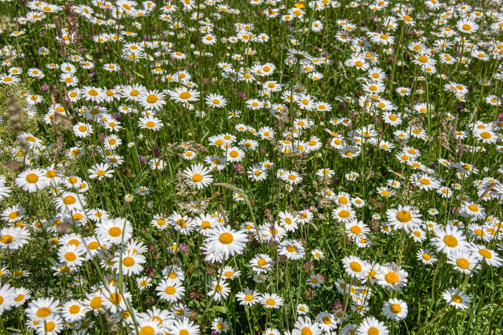 Nikon D750 sample photo. Meadow, daisies, flower meadow photography