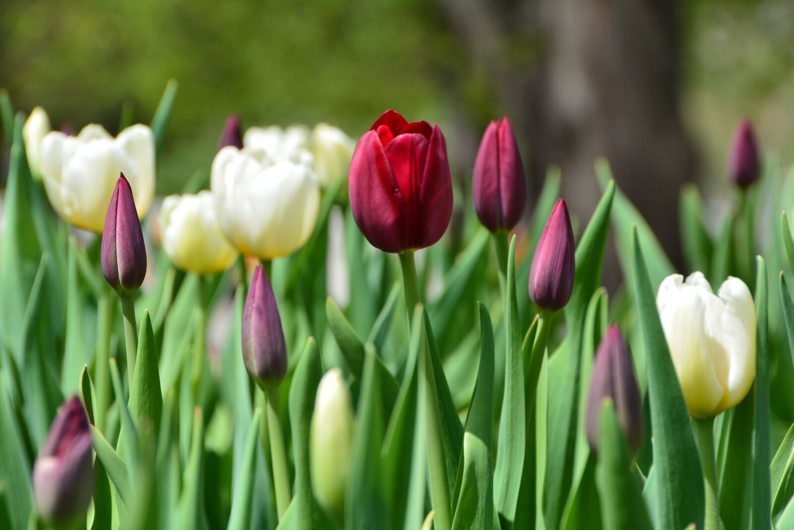 Nikon D7100 sample photo. Tulip, garden, flower photography