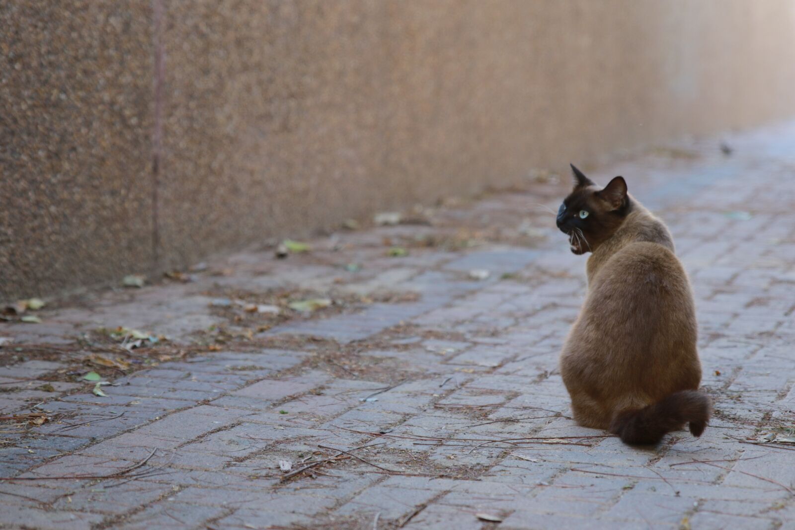 Canon EOS 7D Mark II sample photo. Cat, street, blue photography