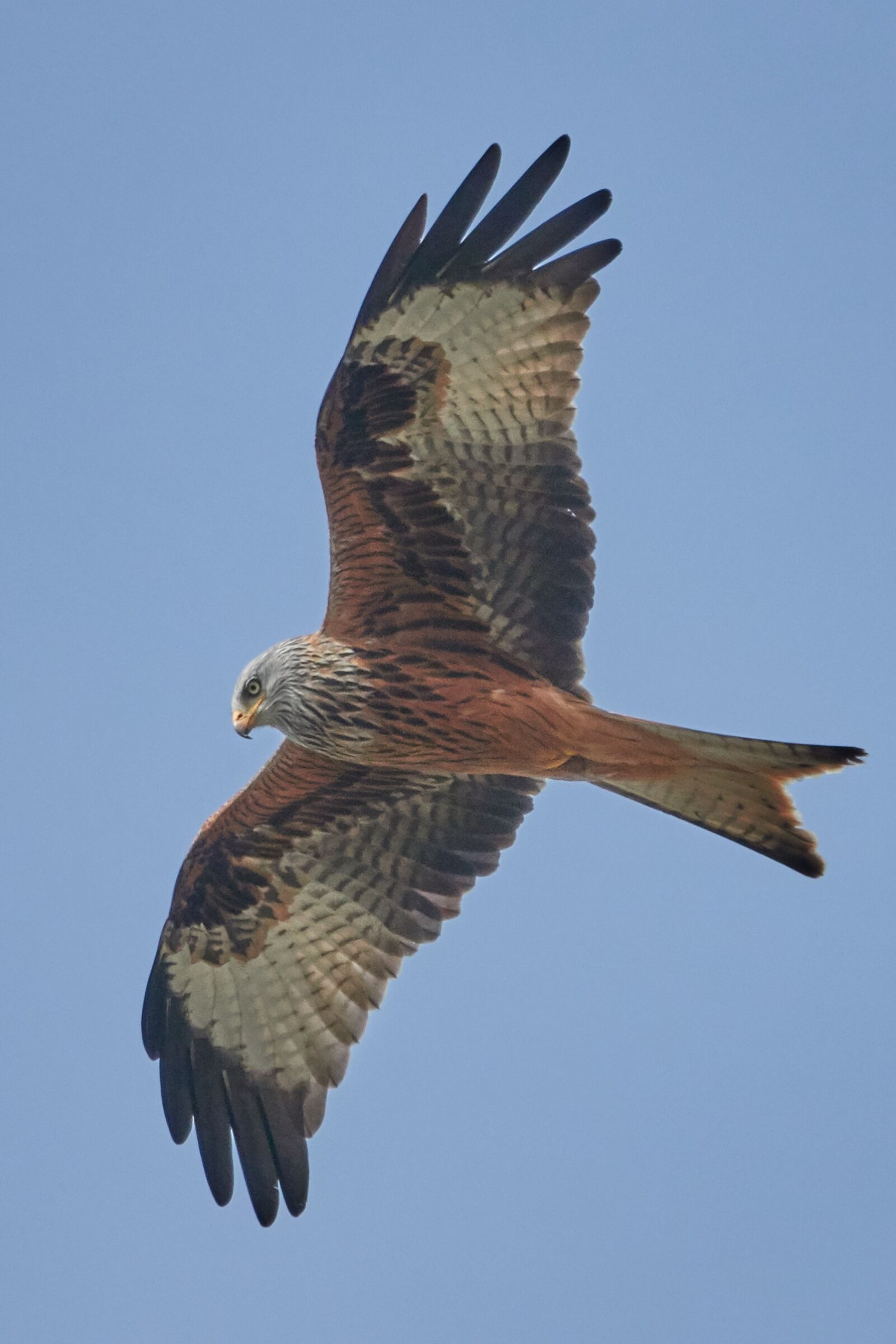 Sony Cyber-shot DSC-RX10 IV sample photo. Milan, bird, animal world photography