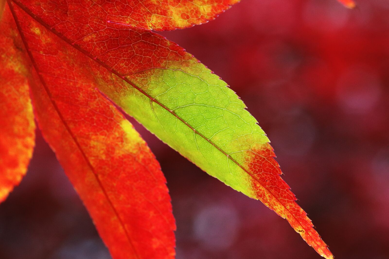 Canon EOS 800D (EOS Rebel T7i / EOS Kiss X9i) sample photo. Autumn leaves, maple, autumn photography