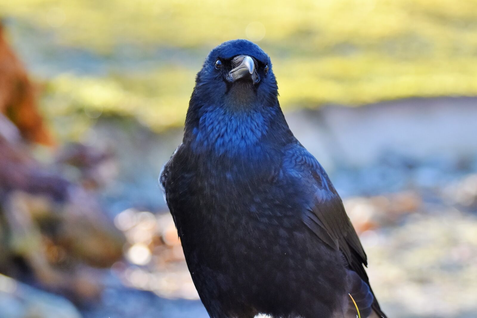 Nikon D7200 sample photo. Raven, crow, raven bird photography