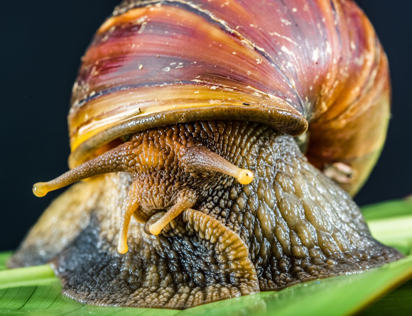 Nikon D5200 sample photo. Snail, slimy, land snail photography