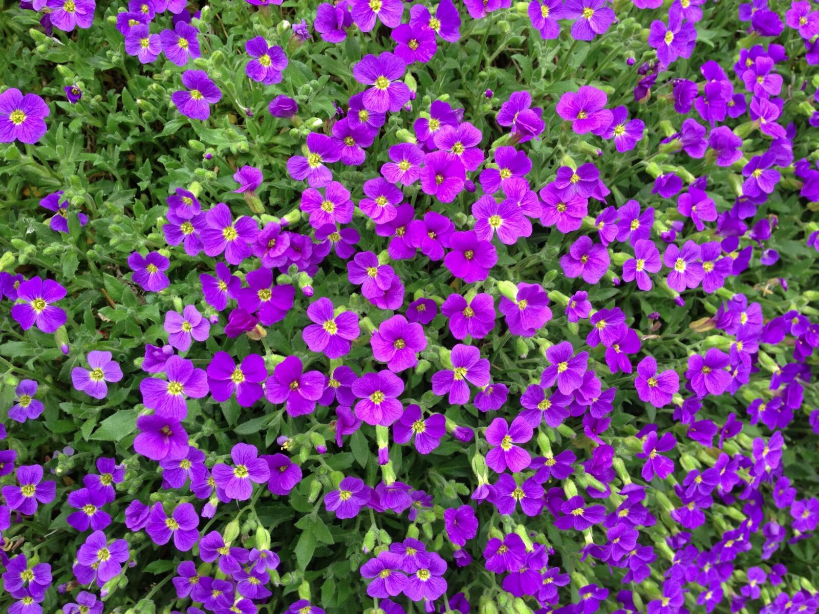 Apple iPhone 5 sample photo. Aubrieta, blue pillow, violet photography