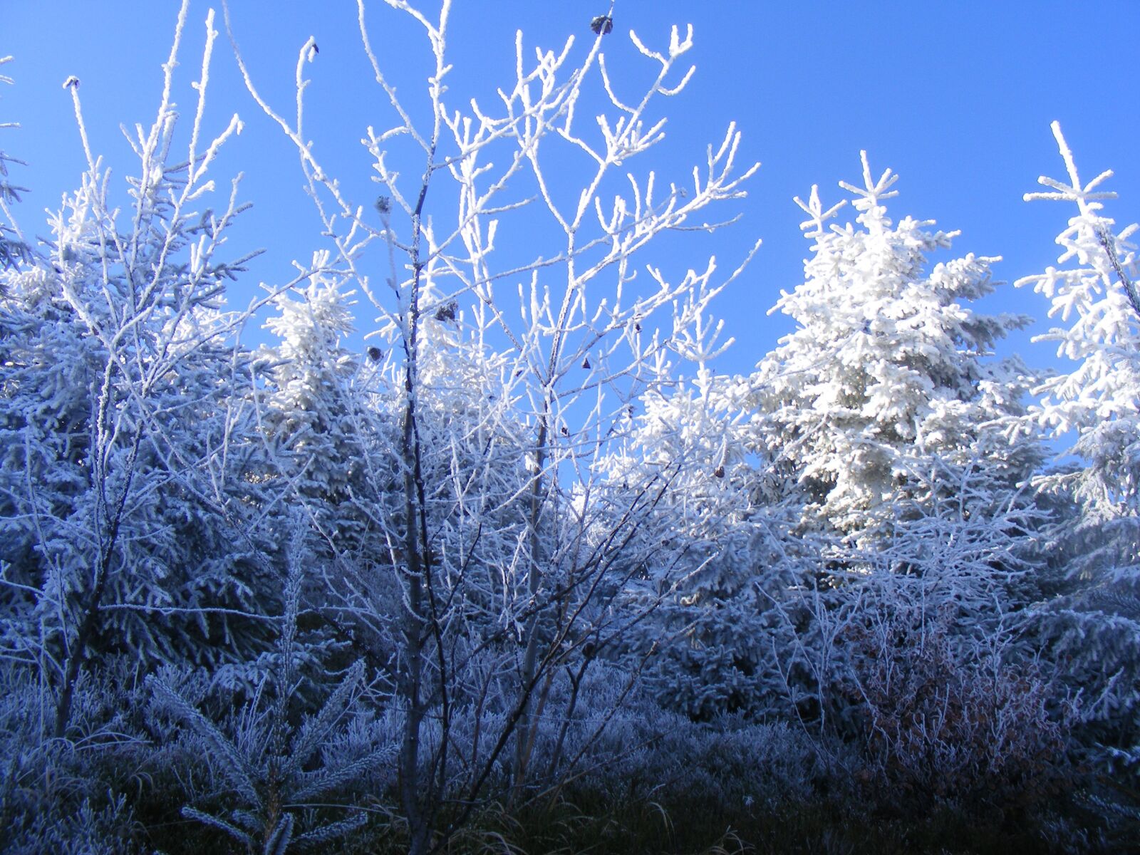 Fujifilm FinePix S5700 S700 sample photo. Winter, szczyrk, frost photography