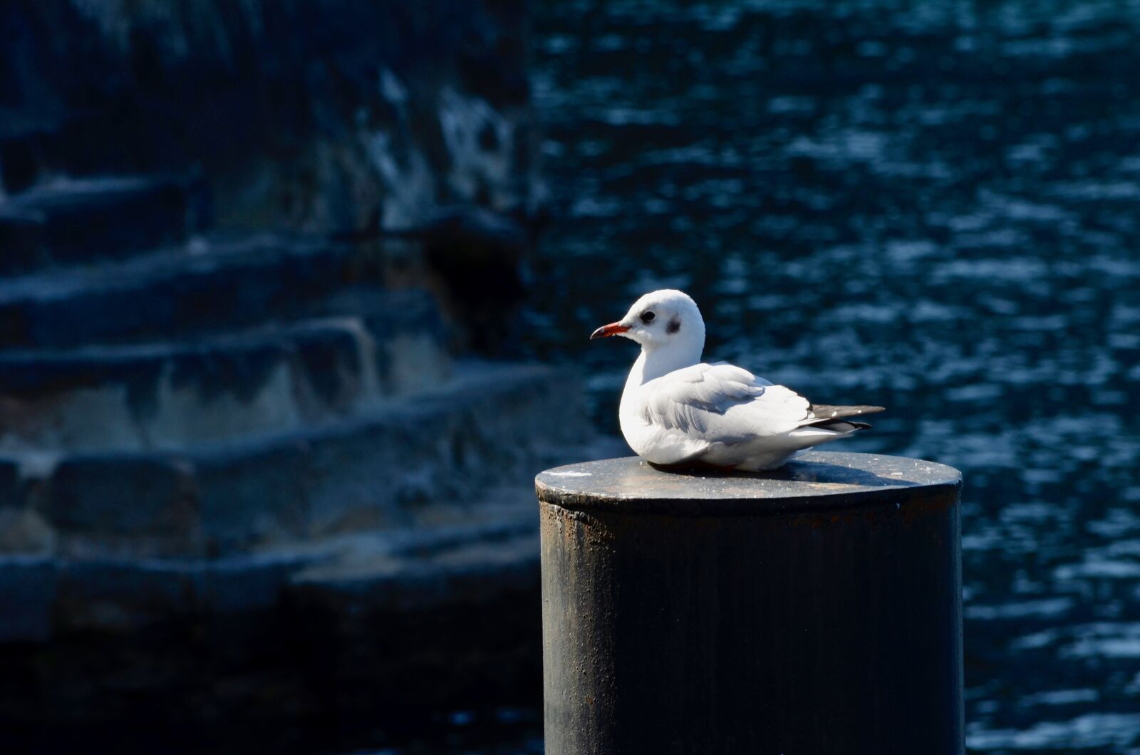Nikon D5100 sample photo. Seagull, seevogel, bird photography
