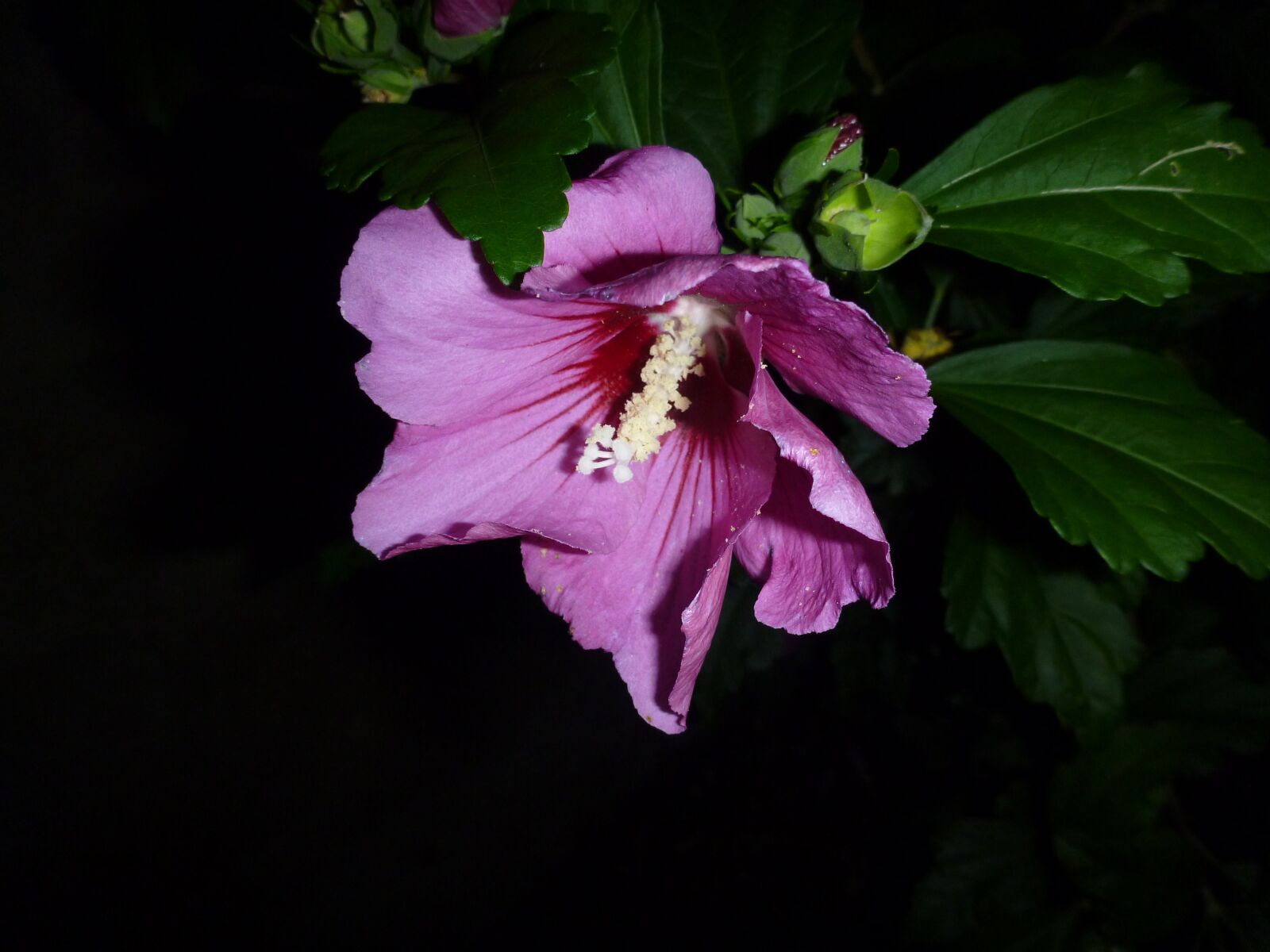 Panasonic DMC-FT3 sample photo. Flower, petal, blossom photography