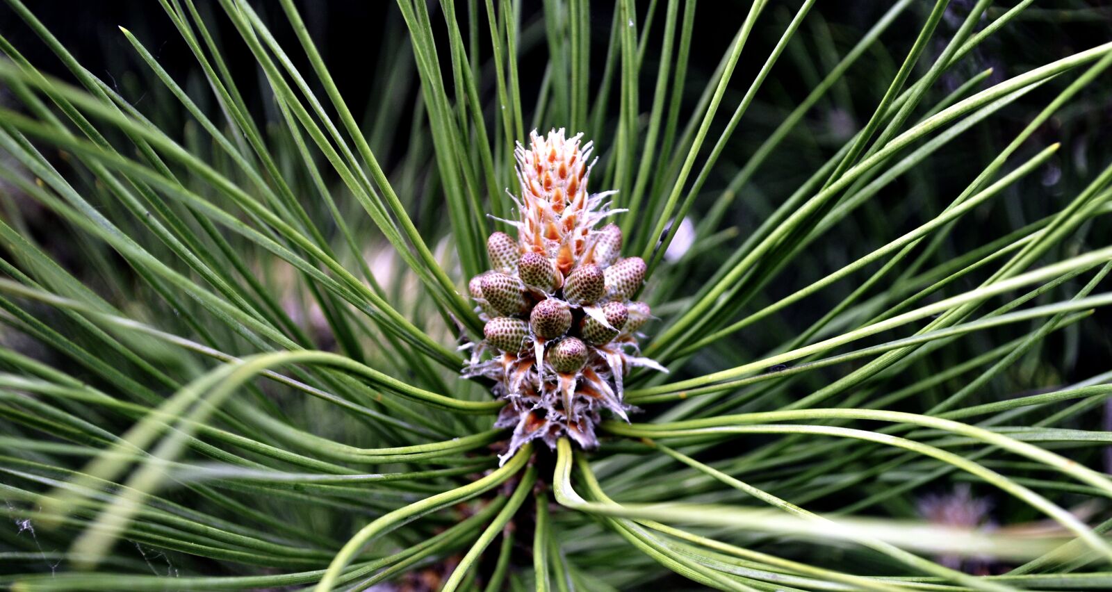 Nikon D5000 sample photo. Spring, pine, green photography