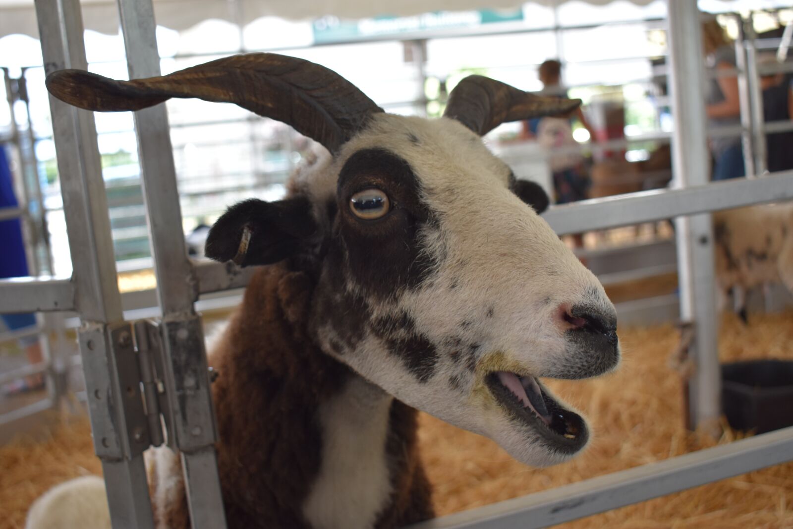 Nikon D3400 sample photo. Goat, face, happy photography