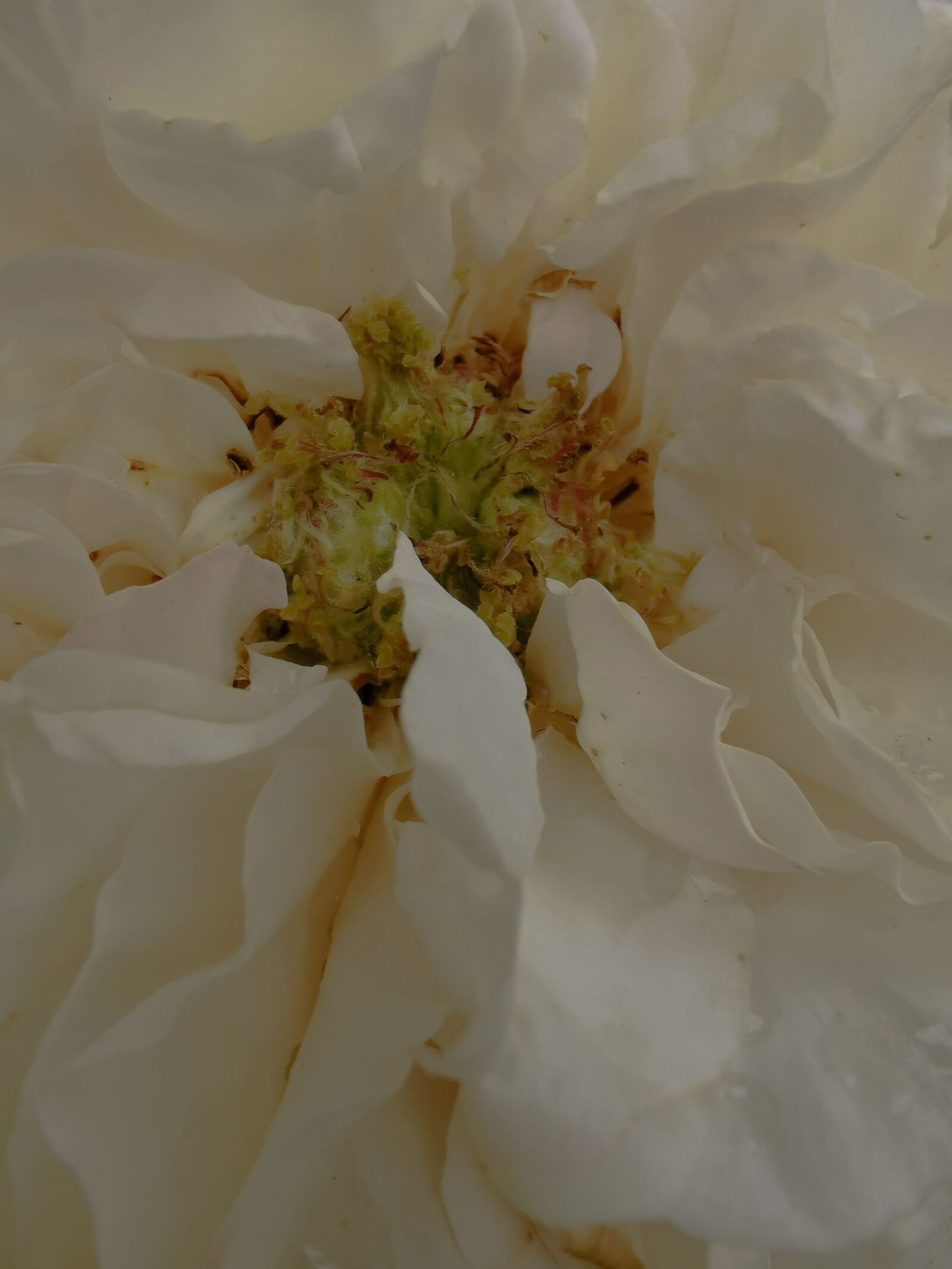 HUAWEI P30 sample photo. Plant, flower, white photography