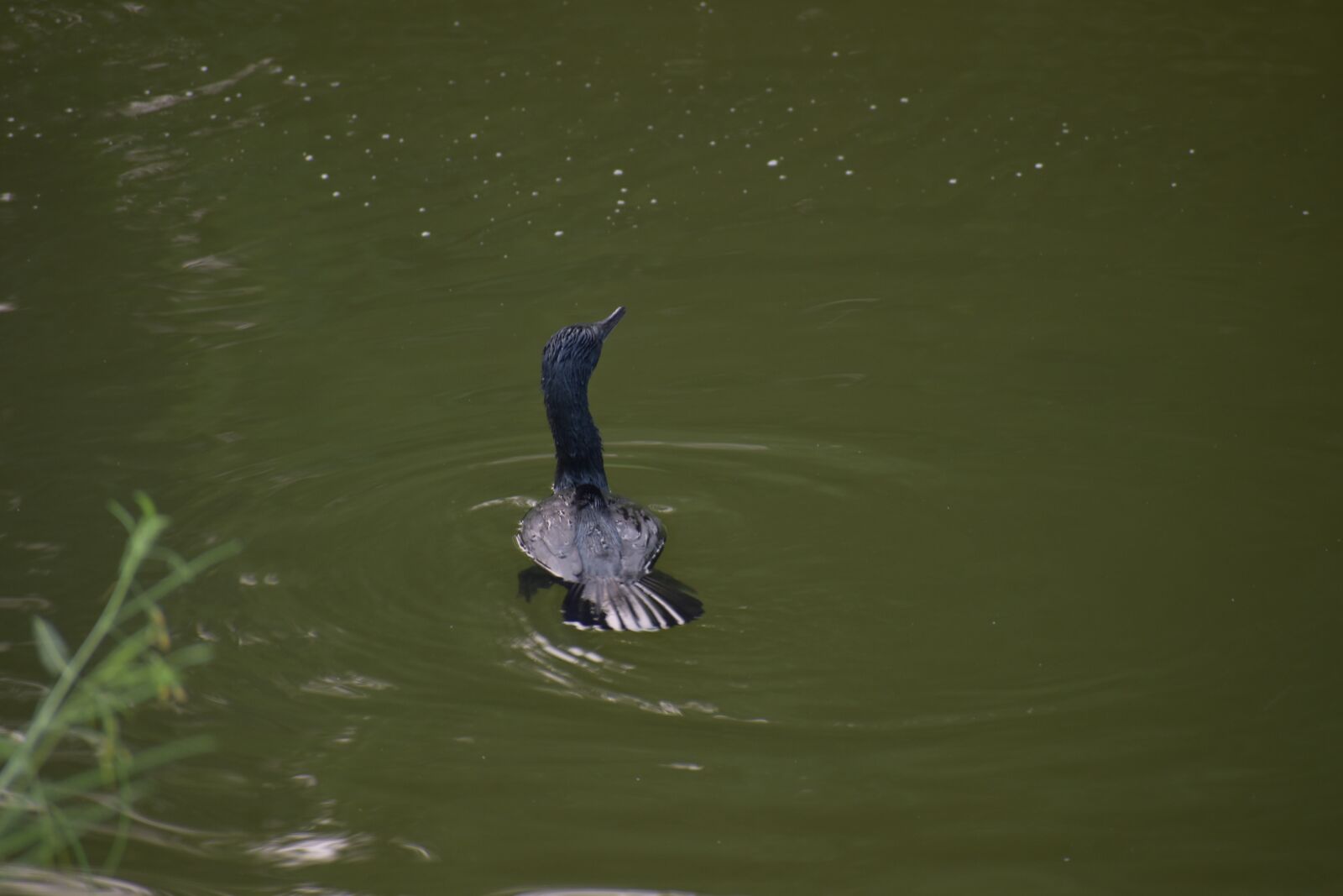 Nikon D5600 sample photo. Darter bird, water bird photography