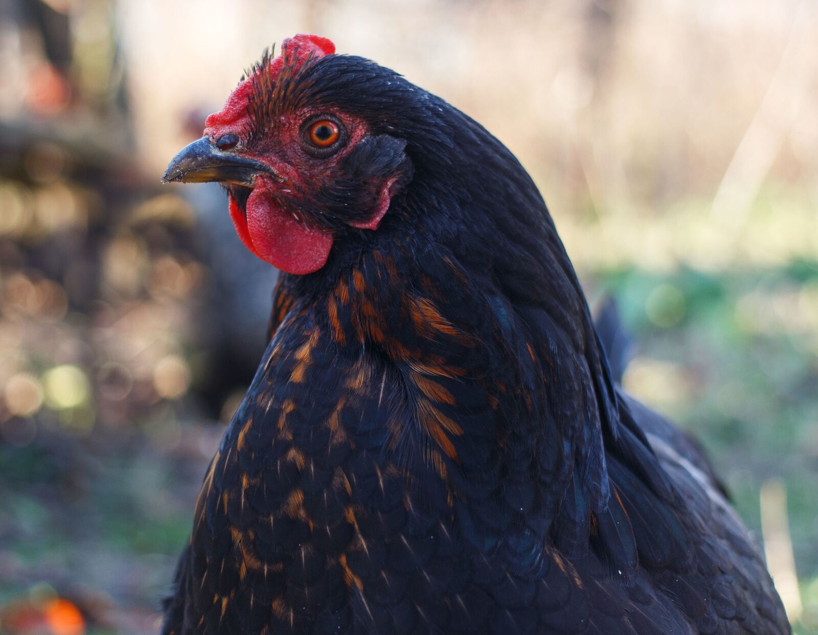 Canon EOS 100D (EOS Rebel SL1 / EOS Kiss X7) sample photo. Chicken, feather, bird, animal photography