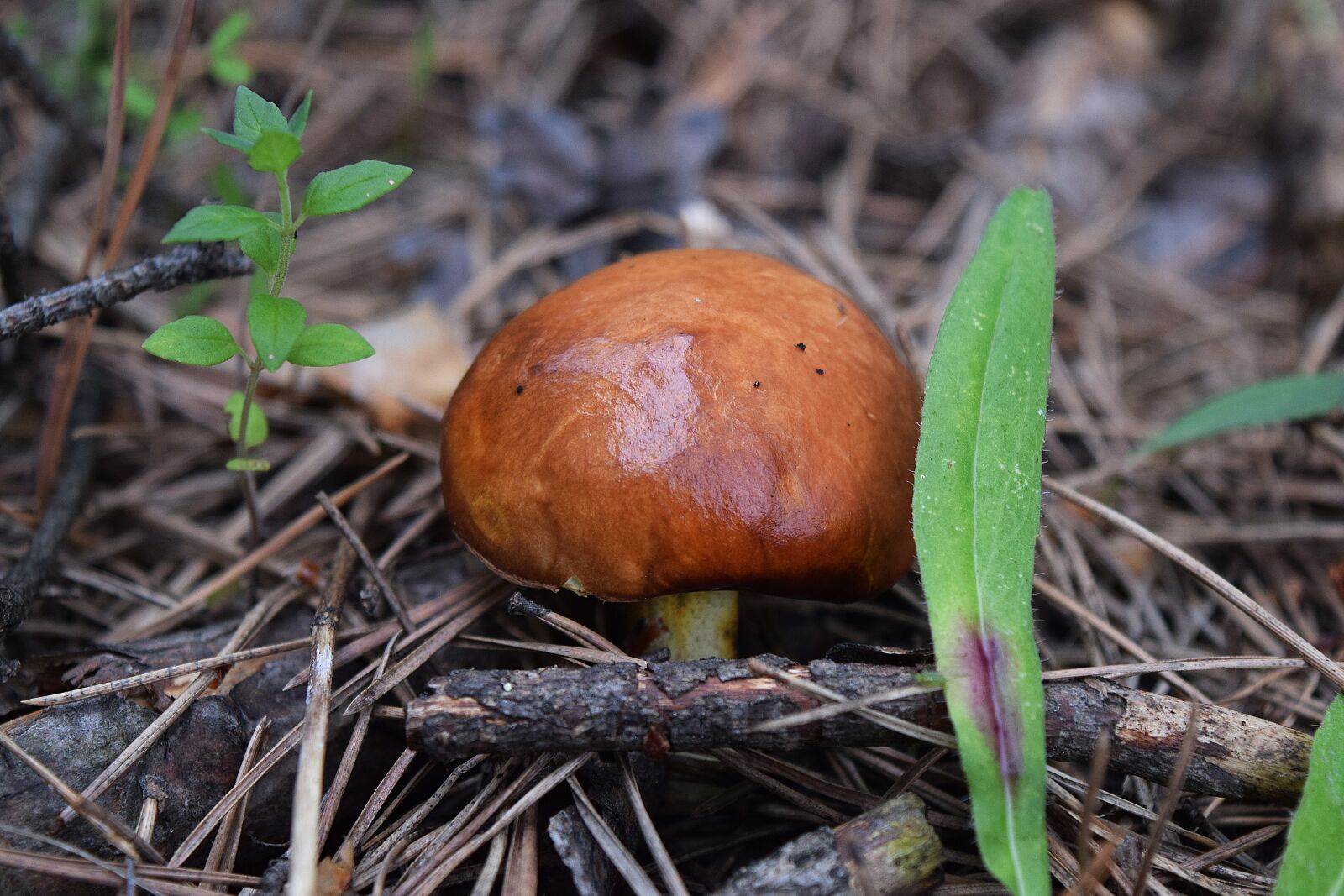 Nikon D5300 sample photo. Mushroom, mushrooms, amanita photography