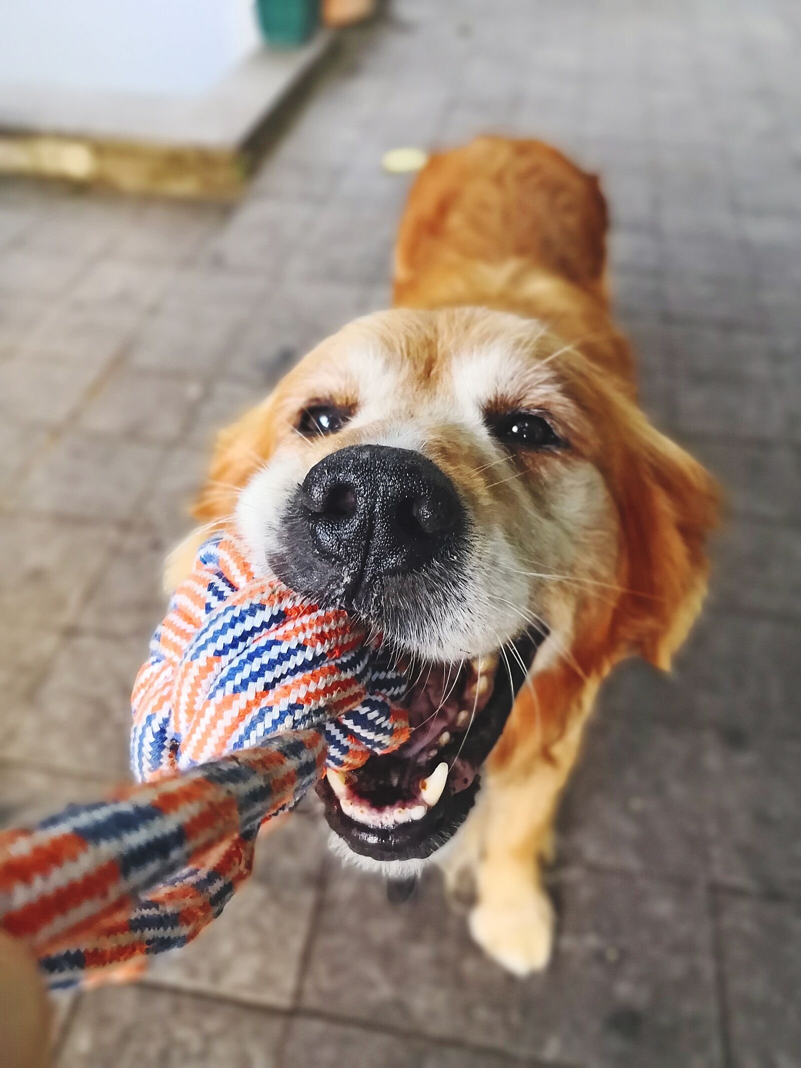 HUAWEI Mate 10 Pro sample photo. Dog, animal, cute photography