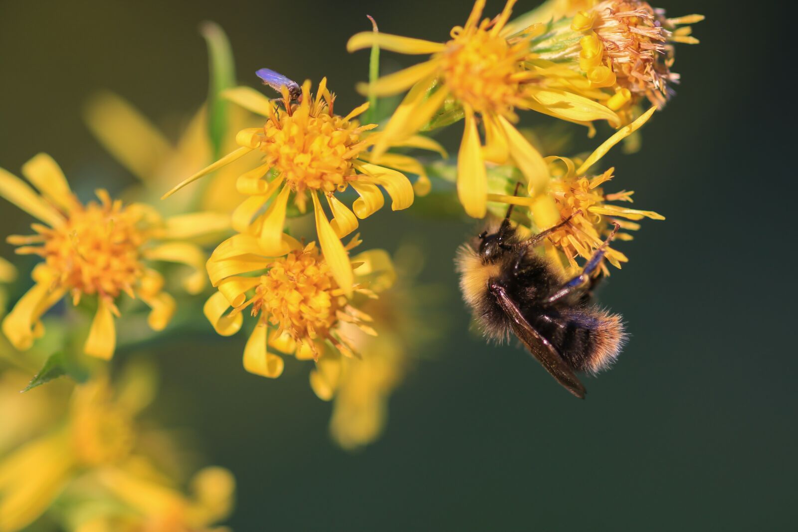 Canon EOS 70D sample photo. Summer, flower, bee photography