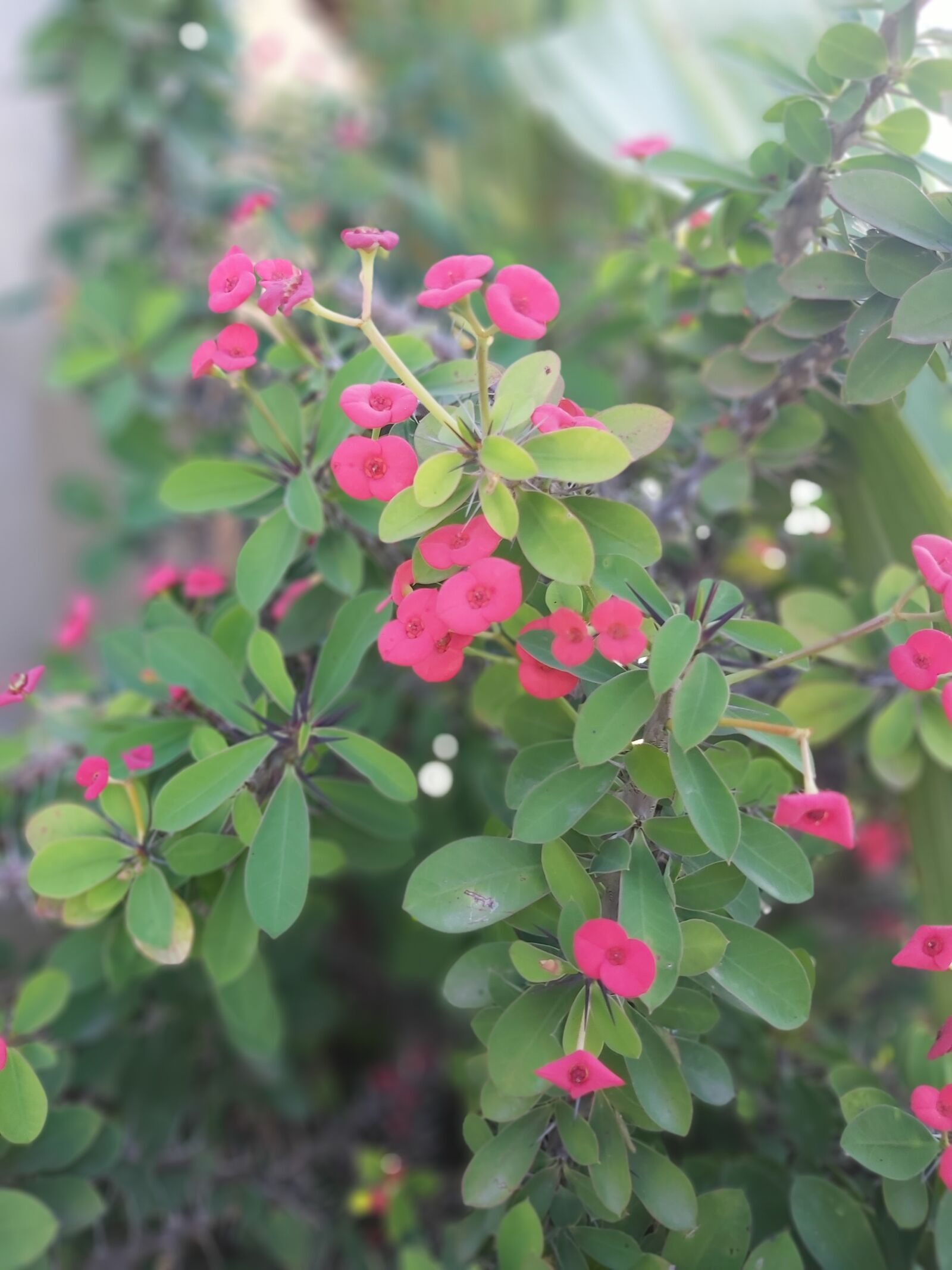 Samsung Galaxy A70 sample photo. Flowers, small, fine photography