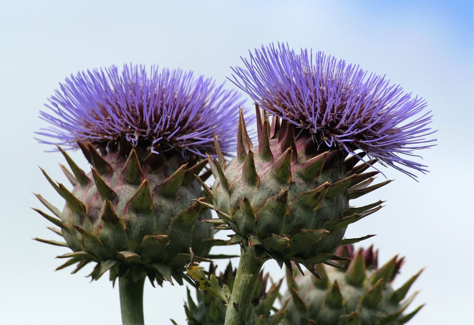 Canon EOS 350D (EOS Digital Rebel XT / EOS Kiss Digital N) sample photo. Thistle, flower, plant photography