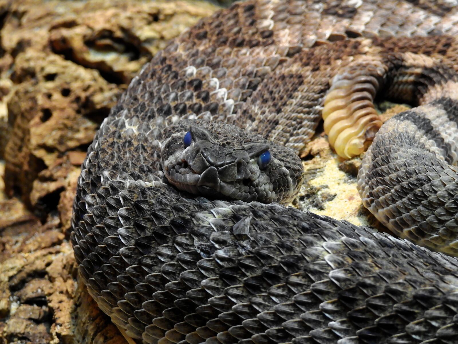 Nikon Coolpix P900 sample photo. Snake, rattlesnake, toxic photography