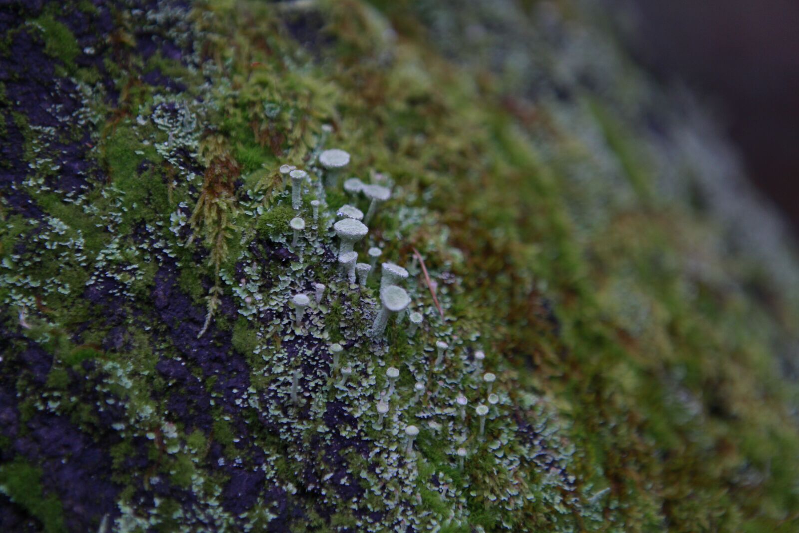 Canon EOS 5D Mark II sample photo. Lichen, cladonia, wood photography