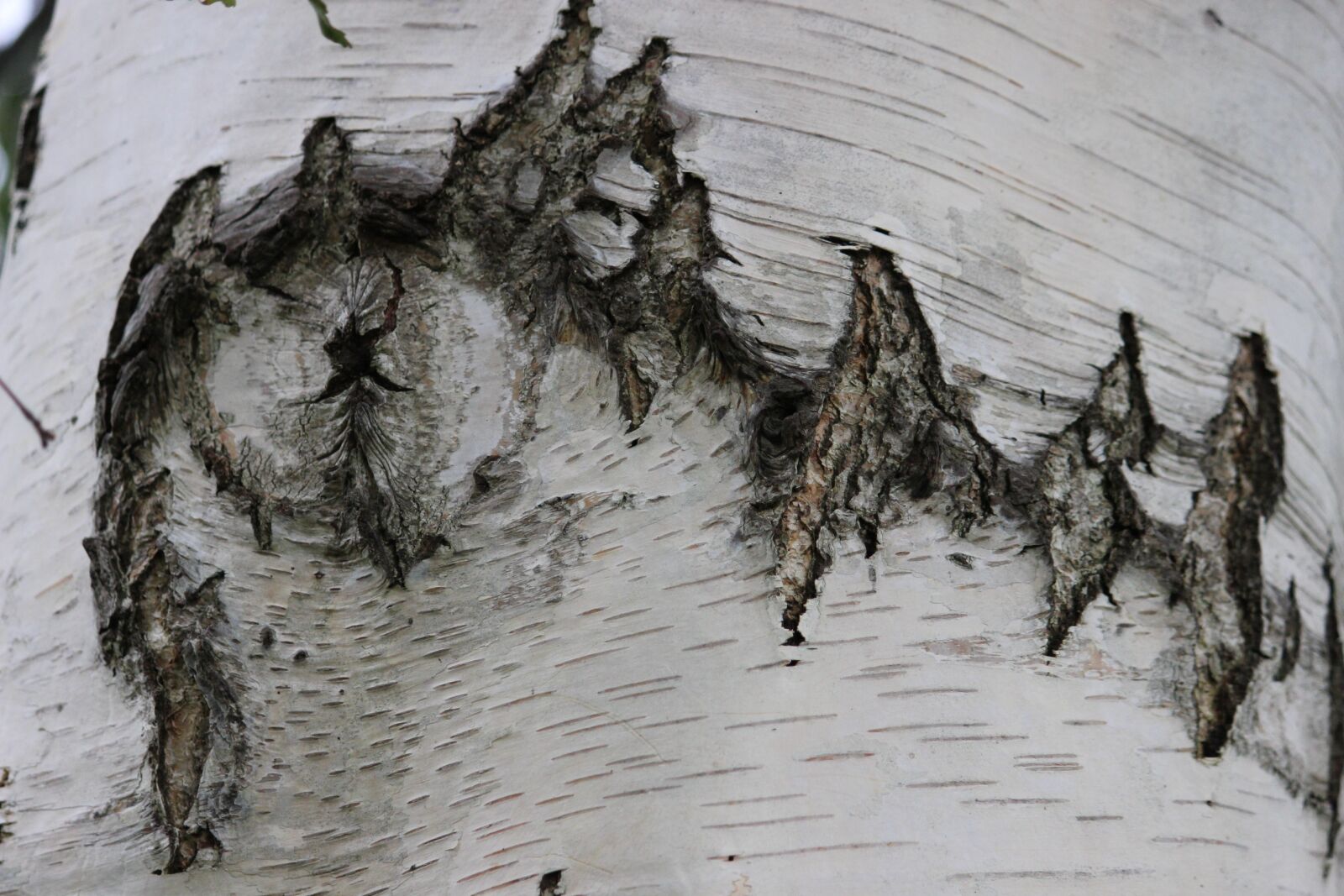 Canon EOS 600D (Rebel EOS T3i / EOS Kiss X5) sample photo. Birch, wood, tribe photography