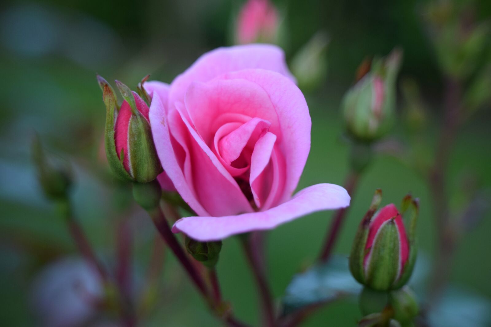 Nikon D5300 sample photo. Rose, pink, close up photography