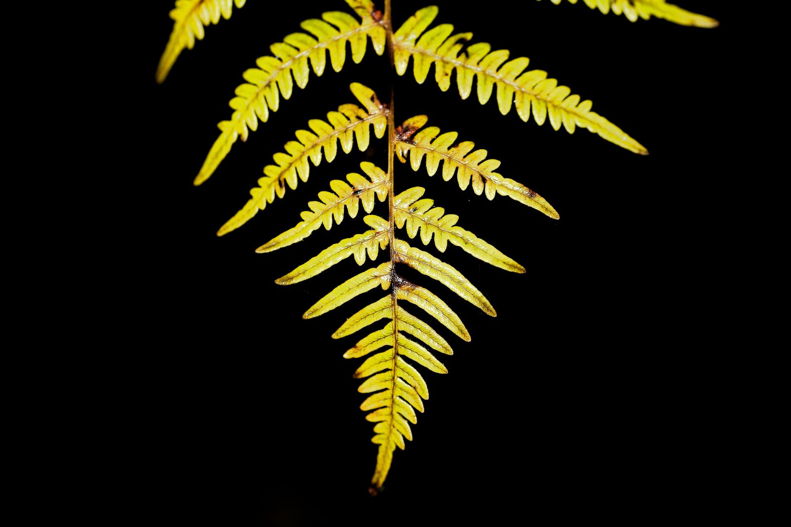 Canon EOS 6D sample photo. Background, nature, leaf photography