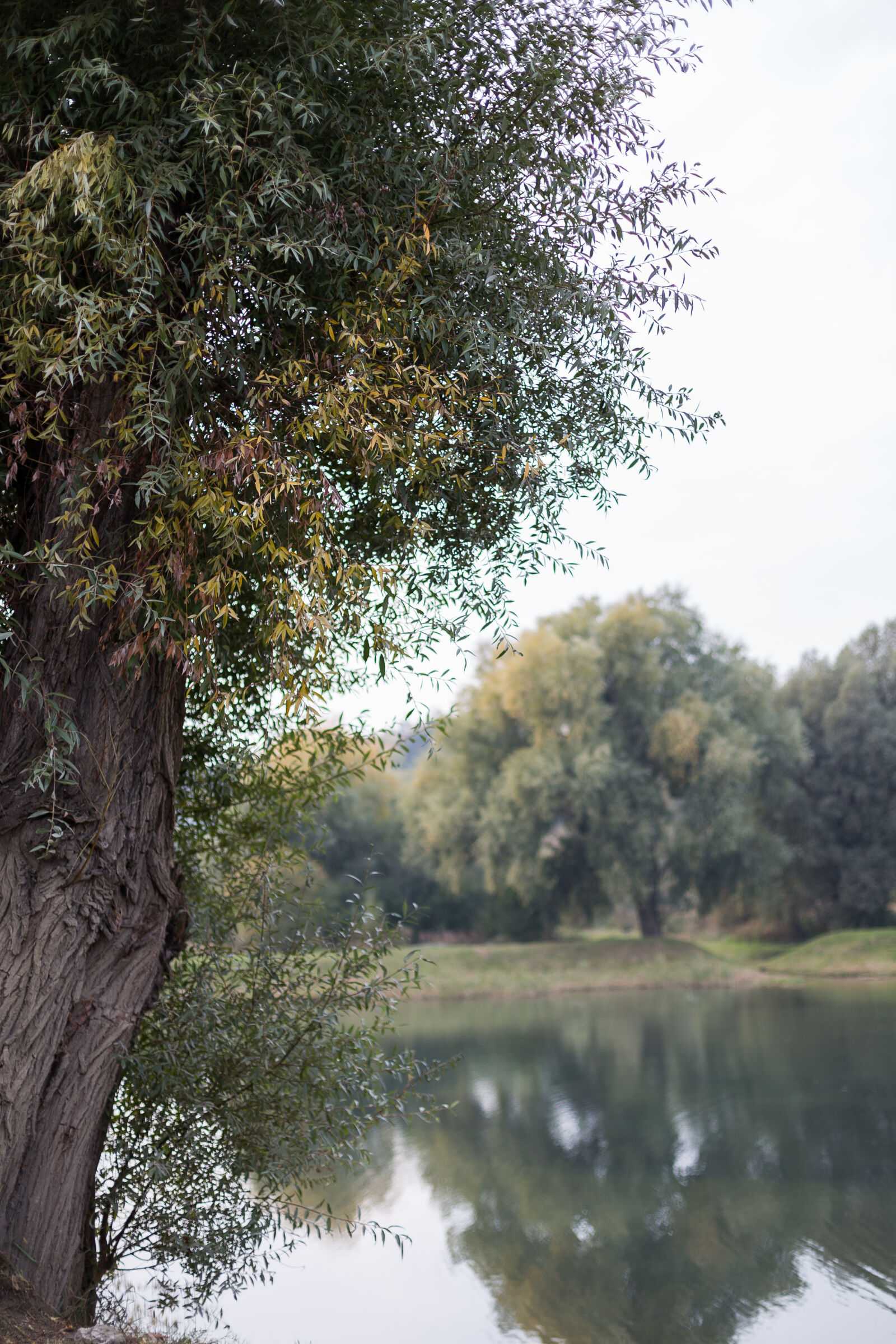 Canon EOS 6D + Canon EF 50mm F1.4 USM sample photo. Autumn, leaf, leaves, mirror photography
