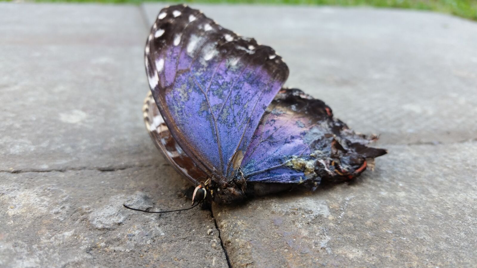 Samsung Galaxy S5 sample photo. The dead butterfly, death photography