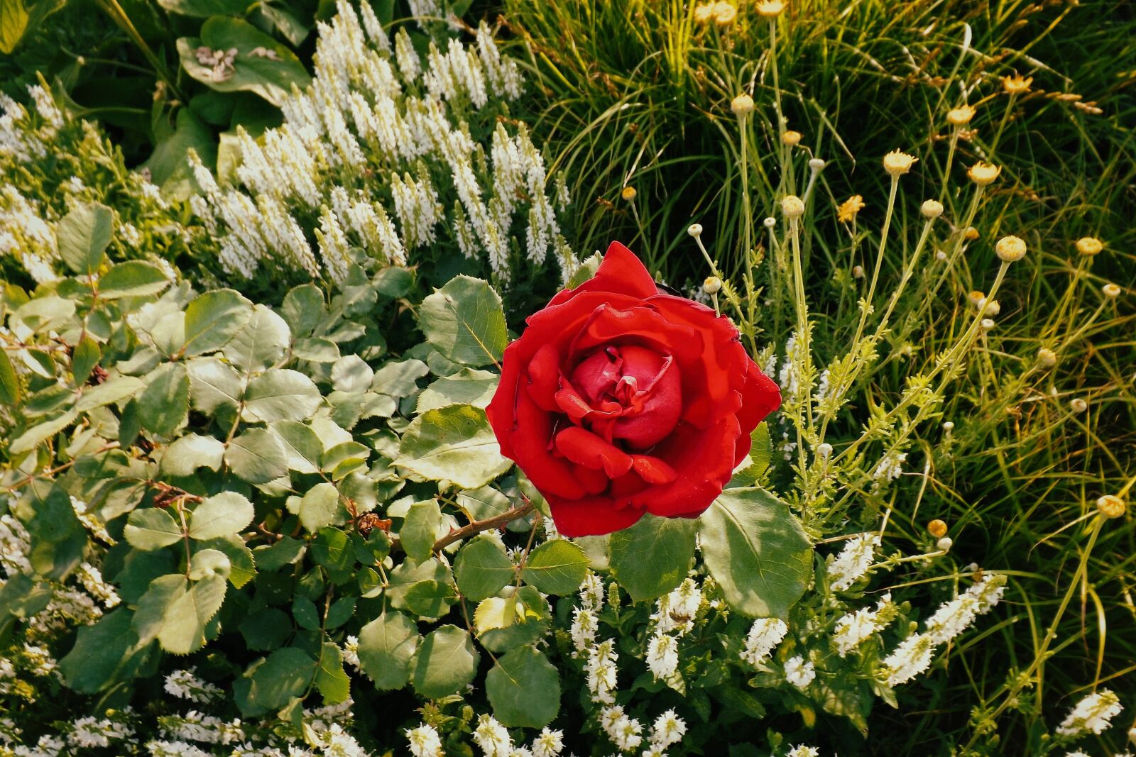 Fujifilm FinePix S4300 sample photo. Rose, red, flower bed photography