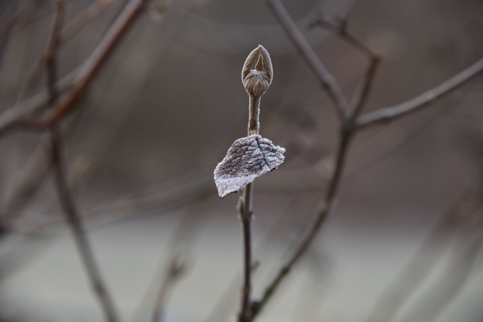 Nikon D850 sample photo. Winter, frost, plants photography