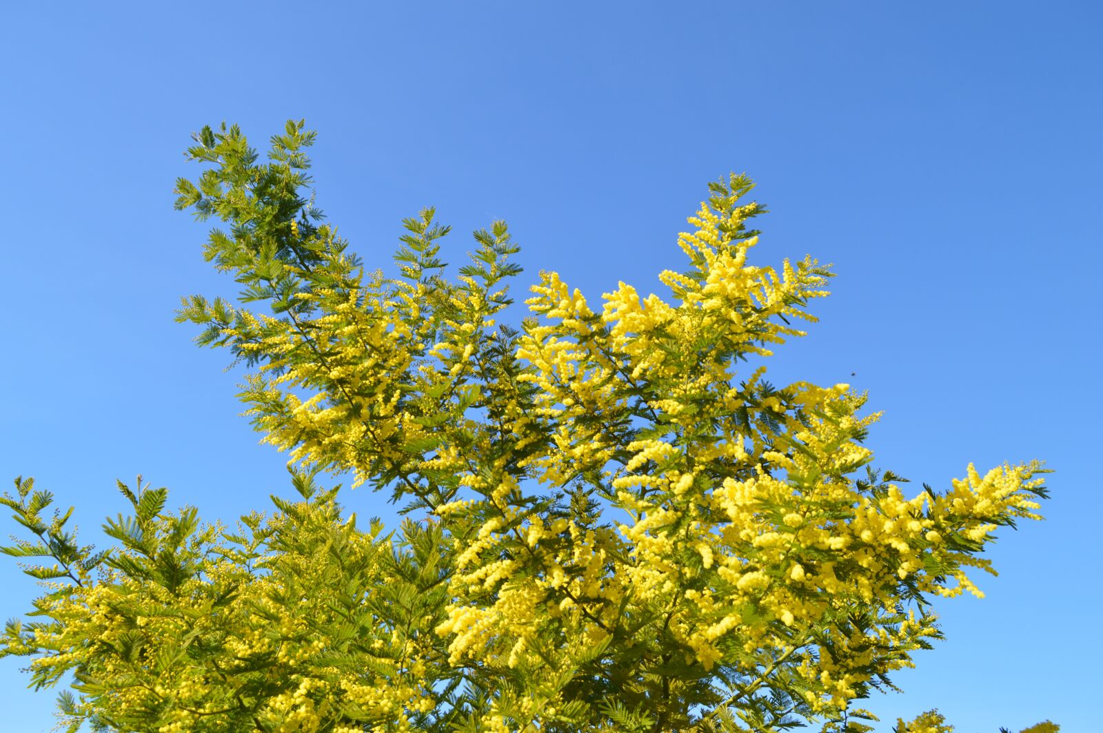 Nikon D3200 sample photo. Mimosa, flower, yellow photography