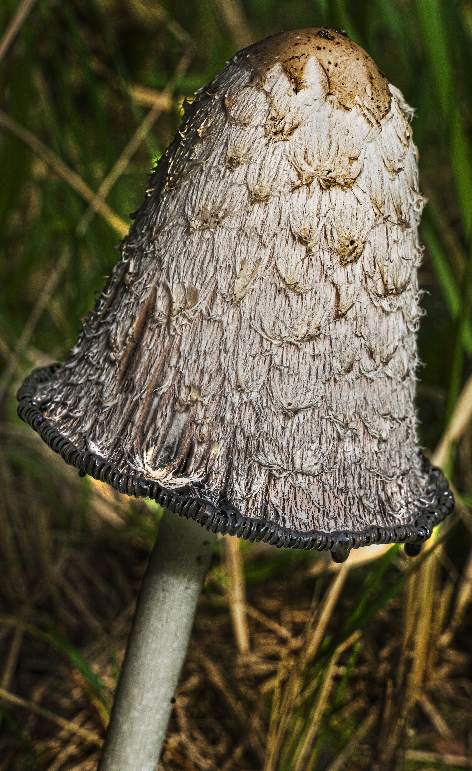 Panasonic Lumix DMC-FZ1000 sample photo. Mushroom, schopf comatus, asparagus photography