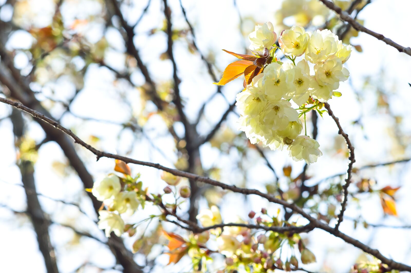Nikon Df sample photo. Flowers, natural, cherry photography