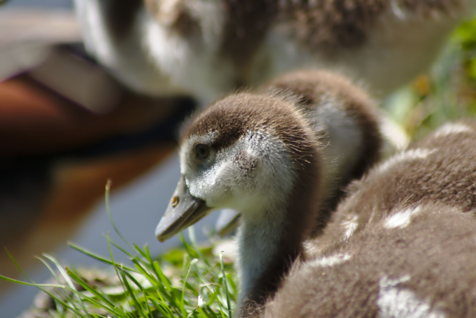 Canon EOS 750D (EOS Rebel T6i / EOS Kiss X8i) sample photo. Goose, chicks, goslings photography