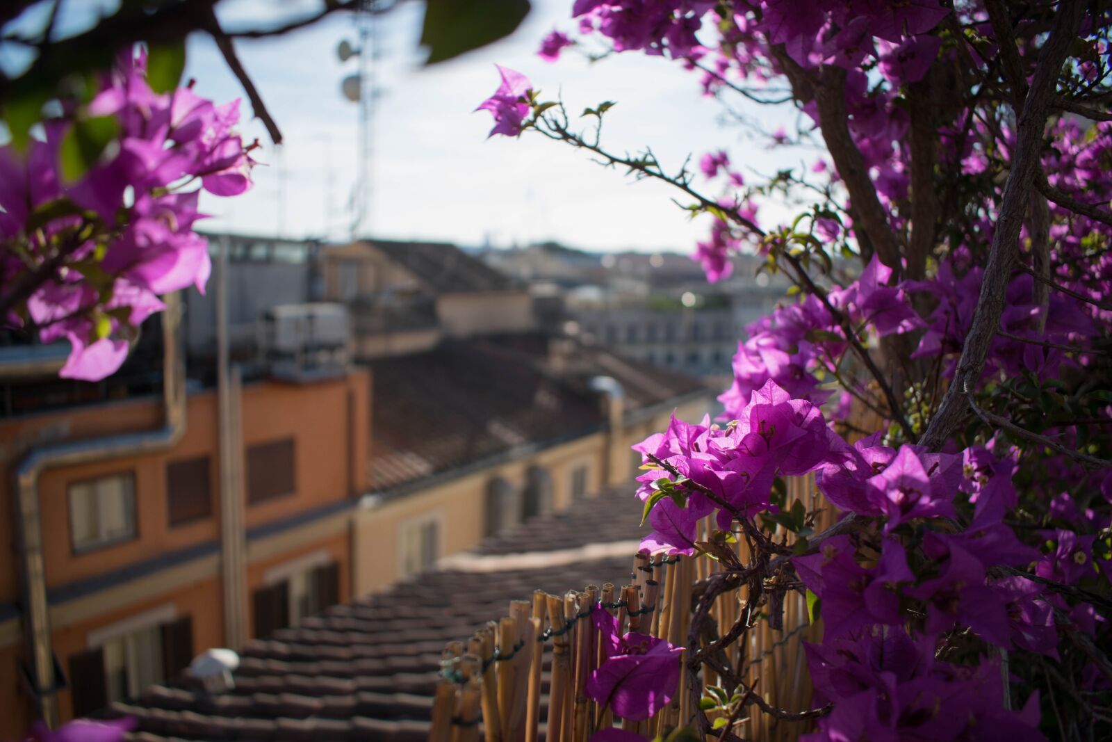 Nikon D3300 sample photo. Flower, rooftop, italy photography